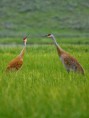 /album/fotky/a450px-canada-19-bg-061904-kopia-jpg/